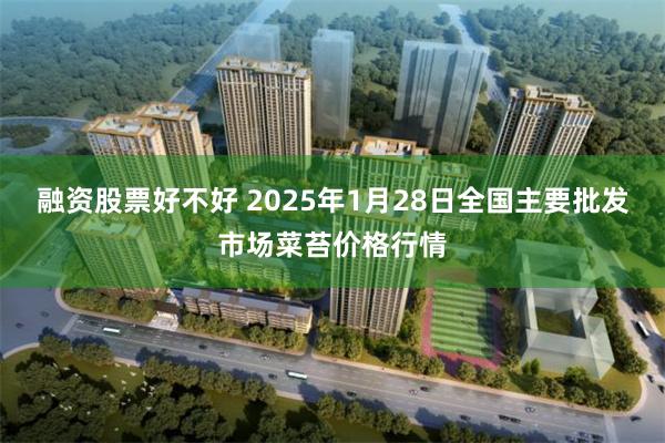 融资股票好不好 2025年1月28日全国主要批发市场菜苔价格行情